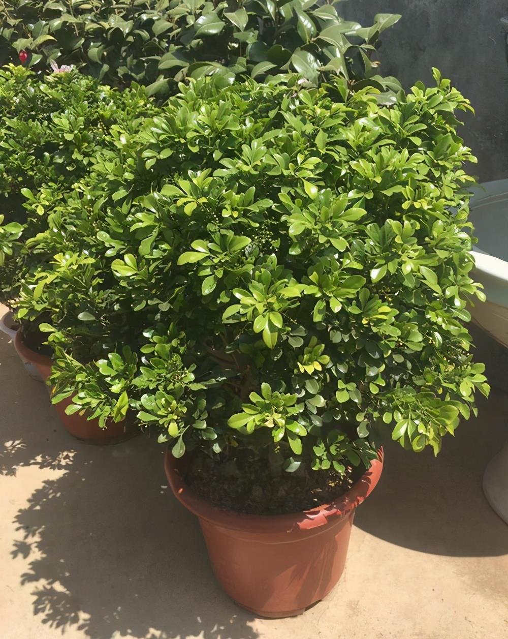 下雨天,这些花快扔出去,淋一淋,呼呼冒新芽,花开一大盆