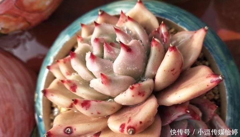 浇水|多肉休眠期到底能不能浇水?一句话说透,一看就懂,肉肉顺利度夏