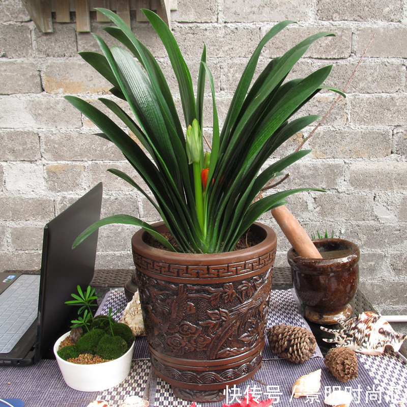 发财树|适合养在小盆里的3种花,用小盆,好养更健壮,别忽视