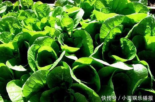 長壽|想長壽先養(yǎng)生,此食物每天吃點,養(yǎng)護肝臟,防肝火,讓肝臟更健康