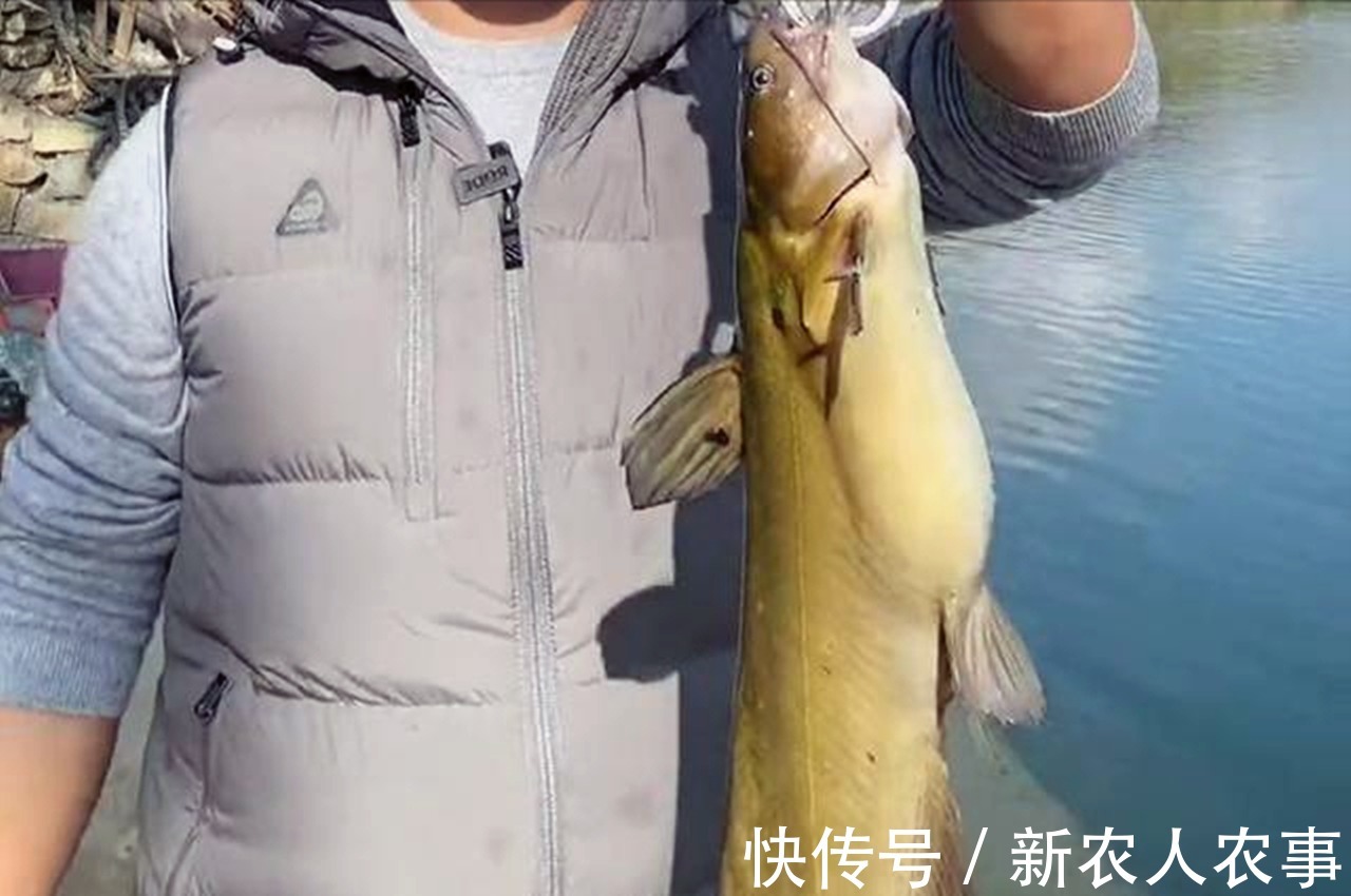 黄颡鱼王|半米长3斤重,男子户外野钓意外收获“黄颡鱼王”,最后如此处置