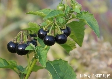 农村|提个醒:在农村遇见此野果,记得要采回家,现在知道还不晚