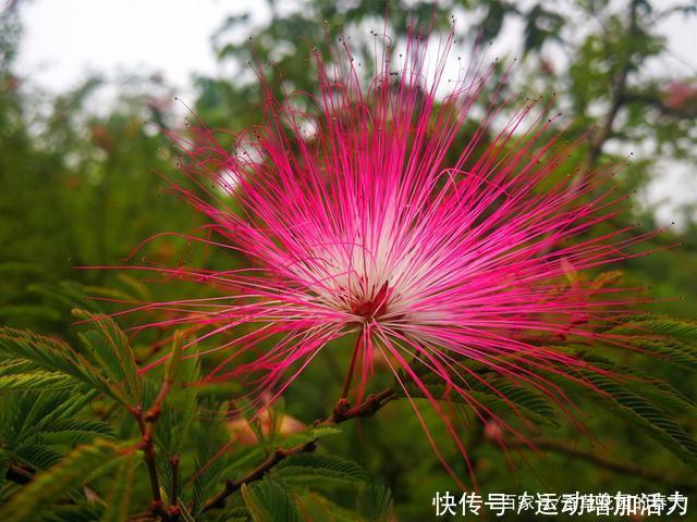 春天|世间奇花异草，有的花开时如流苏万缕，有的如烟火绽放，美如梦境