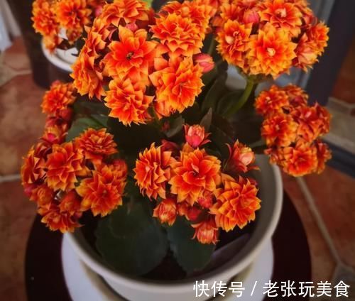 低于10度,5种花要赶紧“断水”,爱花人早了解