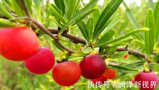 食物|秋天来了，多吃以下的食物，延缓衰老，美容养颜，身体棒棒哒