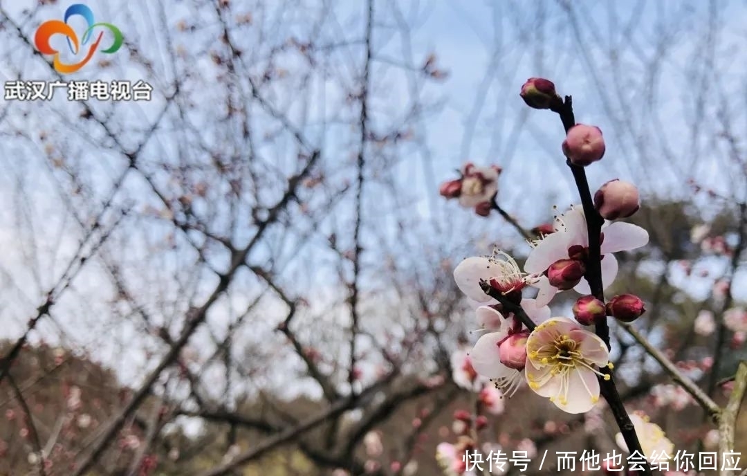 暗香浮动！东湖梅花节邀您来赏梅