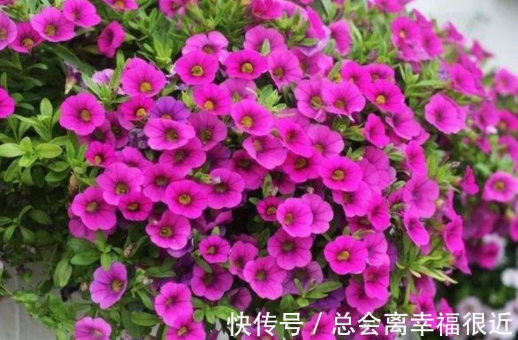 这些花卉美过玫瑰，家里养一盆，开花漂亮花期长，谁养谁喜欢