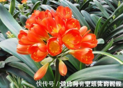 养兰2年的君子兰从未开花?学会浇水方法,长势旺开花美!