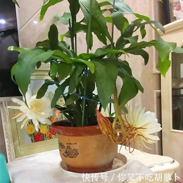 卧室养花就选这八种，安神又助眠，卧室摆几盆，一夜好梦睡得香
