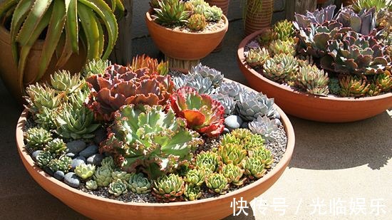 购物箱|养肉朋友别烦恼,妙招帮你省心事,多肉世界多的是你不知道的事!