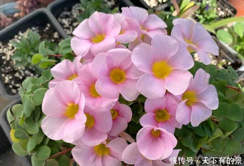 阳台养两种“酢浆草”,花量大,颜色很漂亮,每天满满都是花