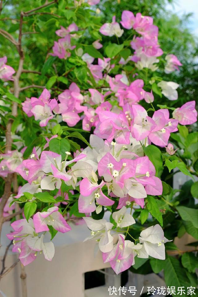 三角梅|三角梅叶茂徒长不开花4个重点没搞明白,三角梅养护施肥时间表