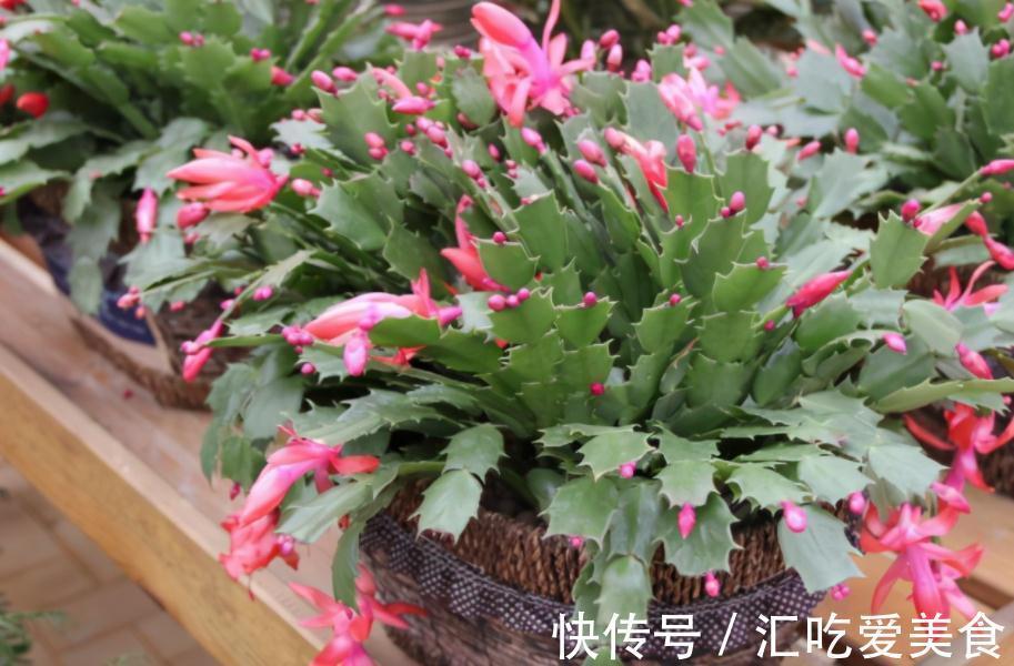 带苞的蟹爪兰，刚买回家就变“徒”该怎么办？趁早调控这些细节