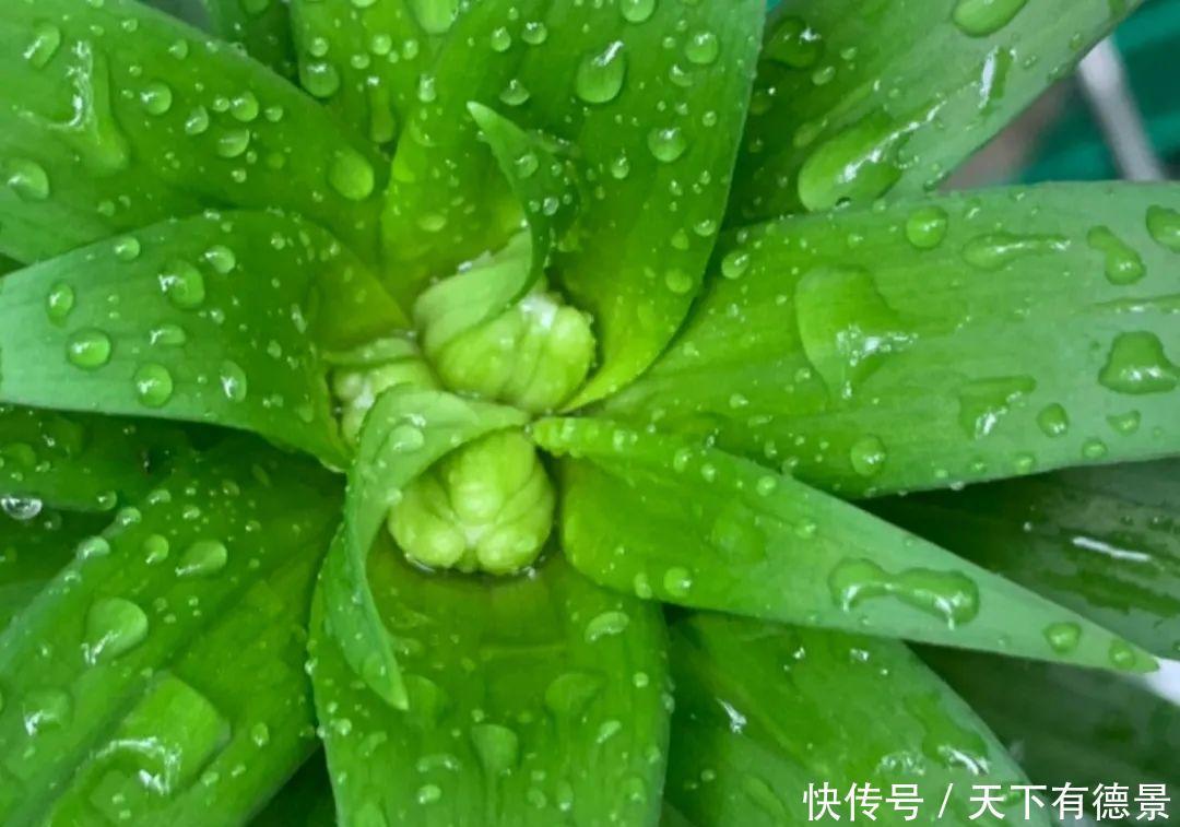 天晴|5种花最怕下雨，淋雨叶子长斑点，赶紧搬进屋