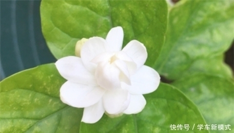 花朵|养5种花，夏天不怕热，花朵蹭蹭开，好看又好养