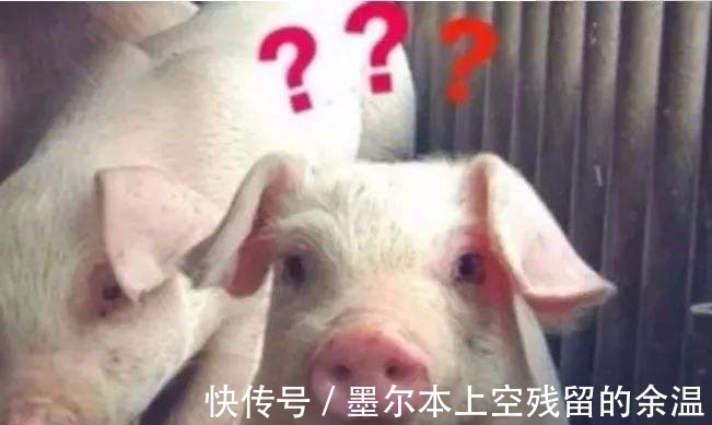 猪脸|怎么知道一只猪快不快乐?“猪脸识别”了解一下
