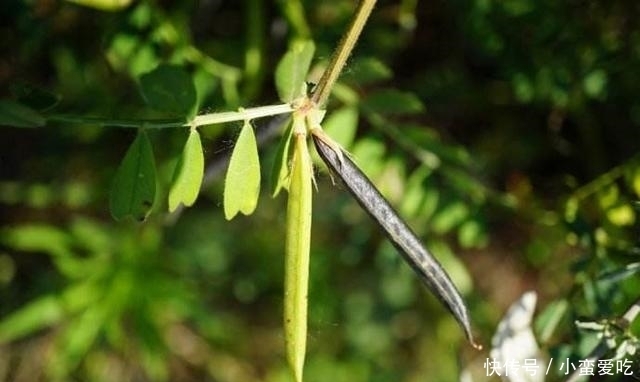 救命|农村常见的一种野豆子,在过去是救命食物,如今非常值钱!