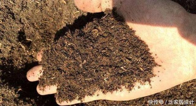  杜鹃|杜鹃、茶花、栀子花总也养不好，原来问题出在这