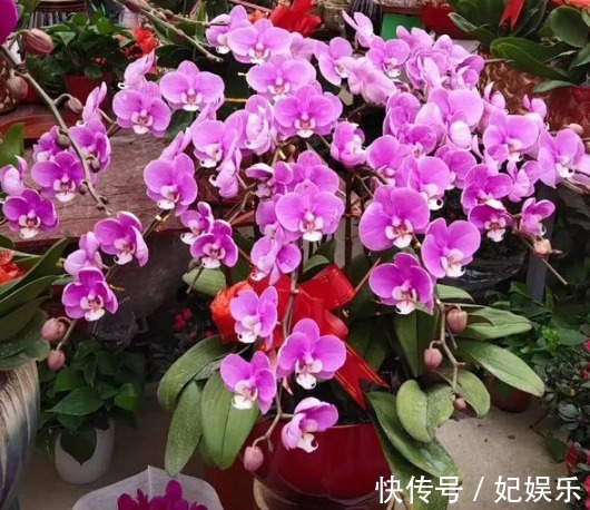 施肥|养花土里混入“它们”，可保半年内日常无需施肥