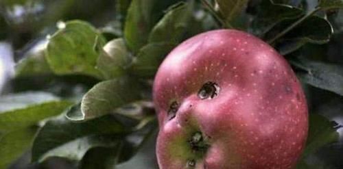 榴莲|那些“成精”的水果,忍了榴莲,忍了苹果,看到草莓这是要下蛋