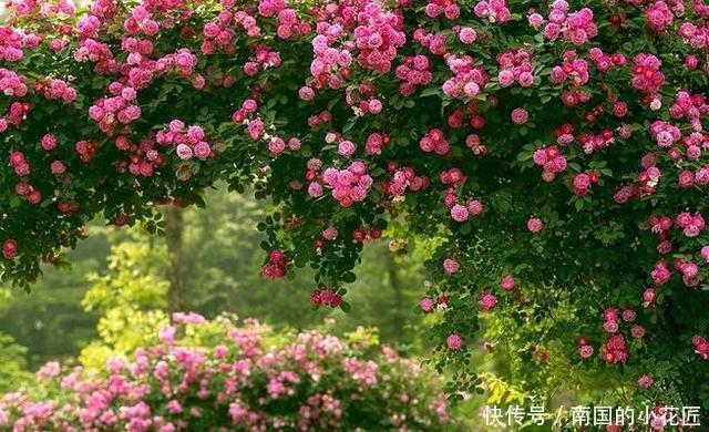  简直|家里养了这些花，简直美哭了