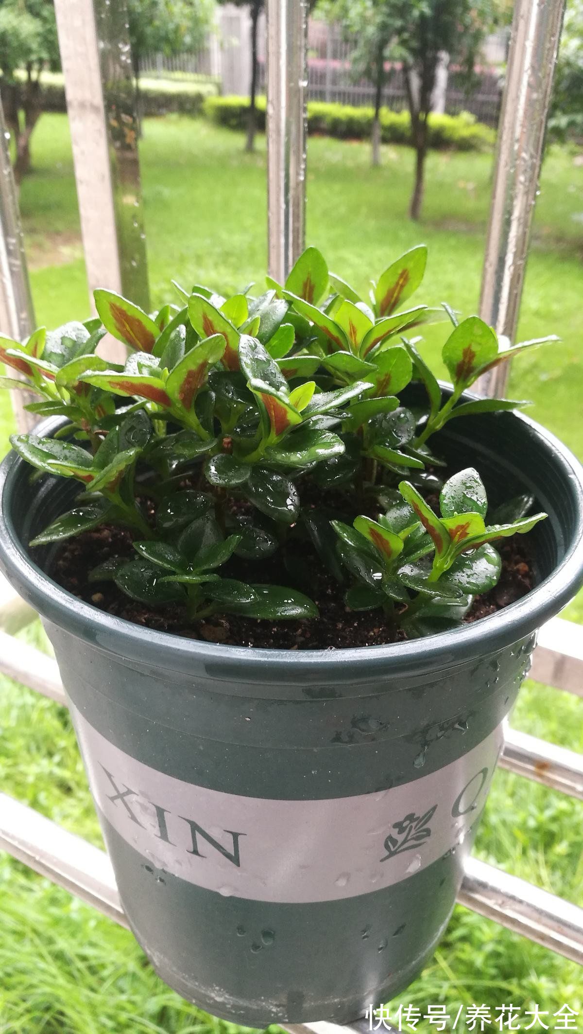 1种吊兰长得像“金鱼”,5个步骤学起来,养出满盆“可爱小金鱼”