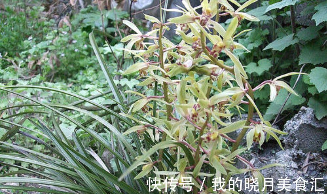 人们为何喜爱野生兰花,有没有必要深山寻找兰花