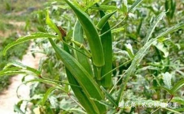 黄秋葵|黄秋葵健胃护肠,让更优质美味的黄秋葵上市,仅需做好三点