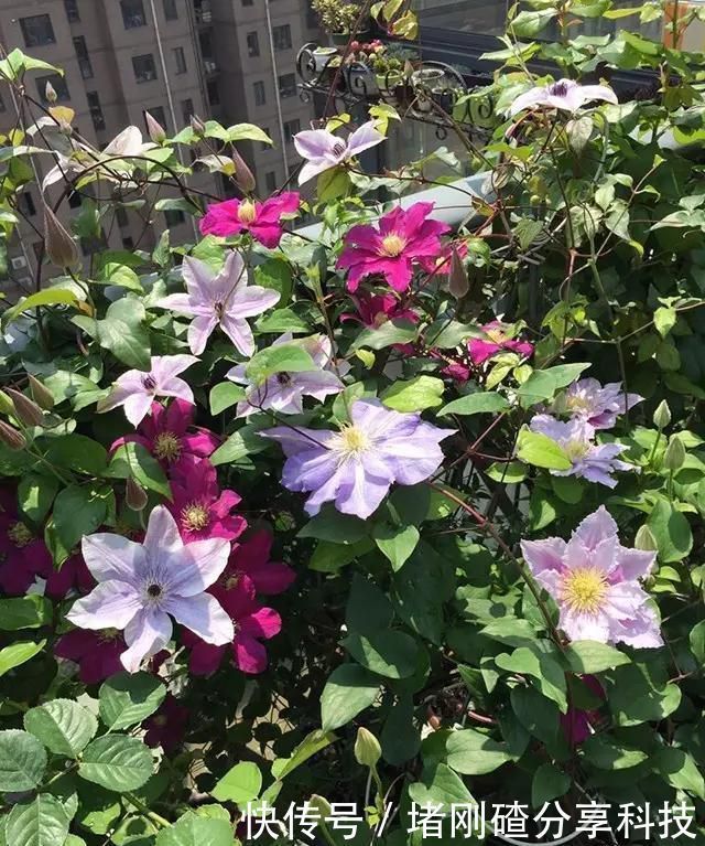 露台|两个孩子的妈妈,利用空闲时间,在露台打造出一片花的海洋