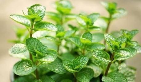 浇水|“3种花”一浇水就能活,客厅养一盆,花朵一开就成“瀑布”