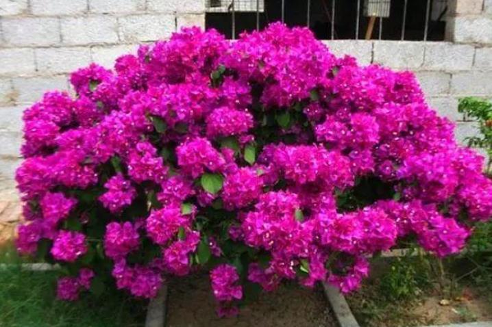 对于开花多次的盆栽,磷酸二氢钾要“搭配”使用,教你2个方法