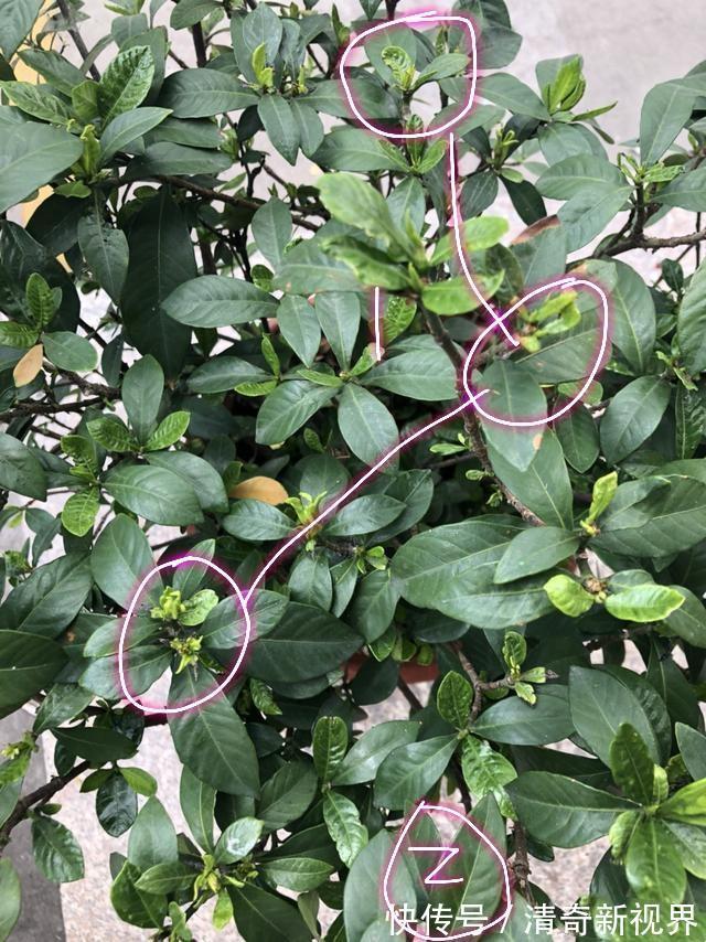 叶片|栀子花到七月了还不开花怎么办4个催花技巧,迟来的花有惊喜