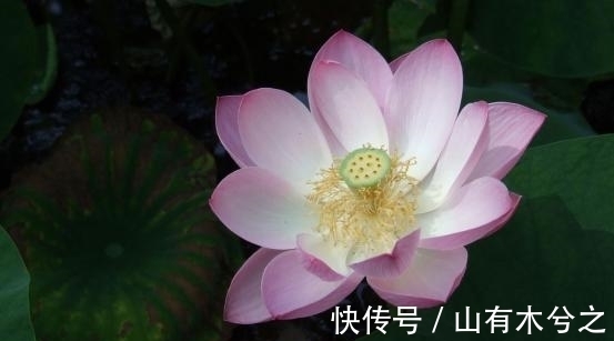 8月，桃花飘散，遇见挚爱，幸福相守，展望未来，双宿双栖伴一生