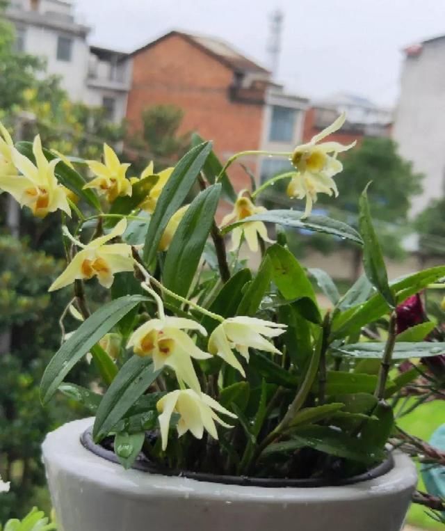 养这花不用土，装进塑料袋喷喷水，叶子绿油油越长越好