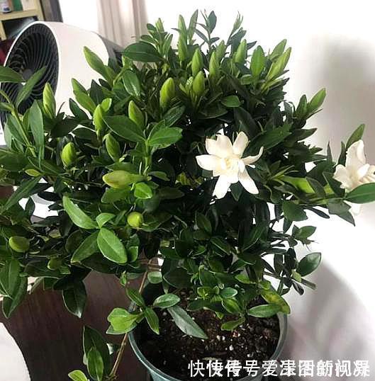 秋季|养栀子花,记住“8个字”,永远不黄叶,叶片油绿,枝头窜满花苞