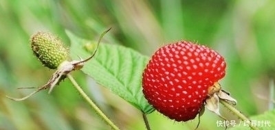 治感冒|农村最神秘的水果,能活血散瘀、治感冒、杀蚊蝇,还能治毒蛇咬伤