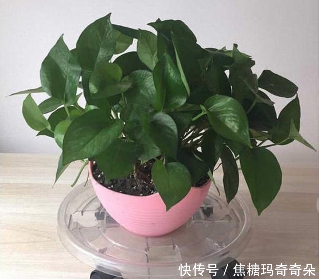 忠于颜值,始于陪伴!能让家幸福感爆棚,关键还不贵