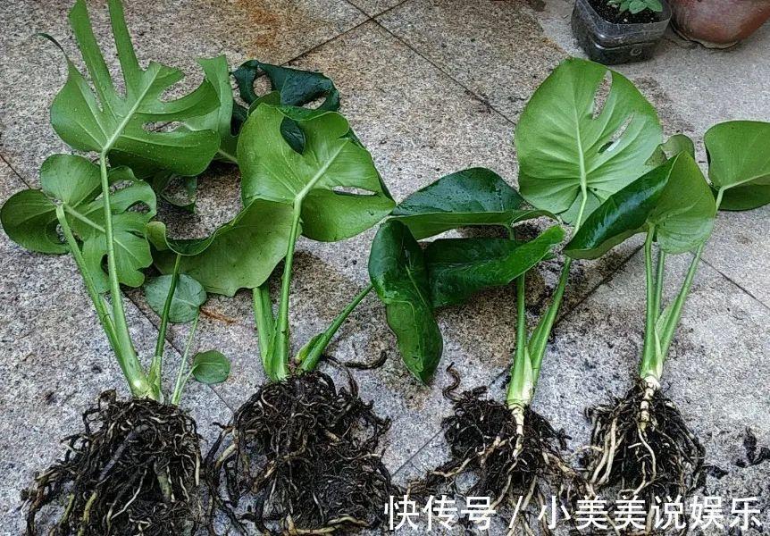 给这花换盆，土里扒出30个崽，根本不用扦插！