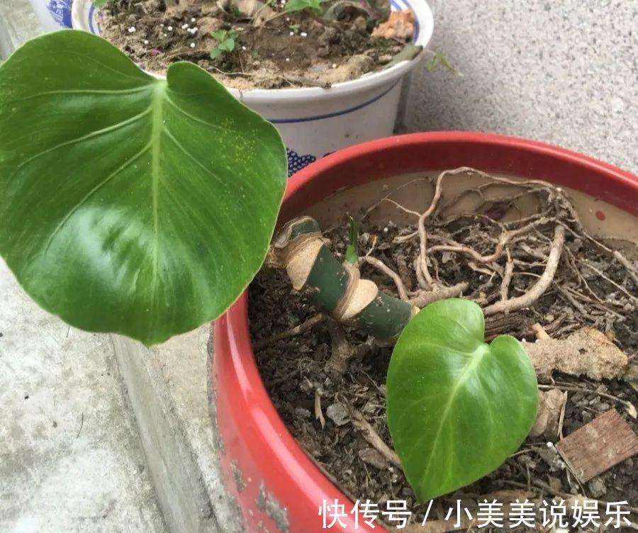 给这花换盆，土里扒出30个崽，根本不用扦插！