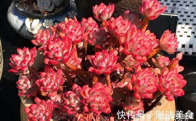 多肉冻成冰糖葫芦,三动作“快速化冻”不黑腐,缀成群头小老桩