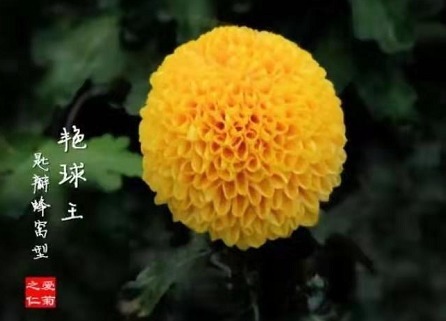 喜欢养菊,就养盆”珍稀名菊“艳球王,似金黄圆球,迷你可爱