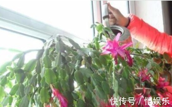 蟹爪兰开花不断的妙招,盆里用个“它”,花苞呼呼冒,开的特别多