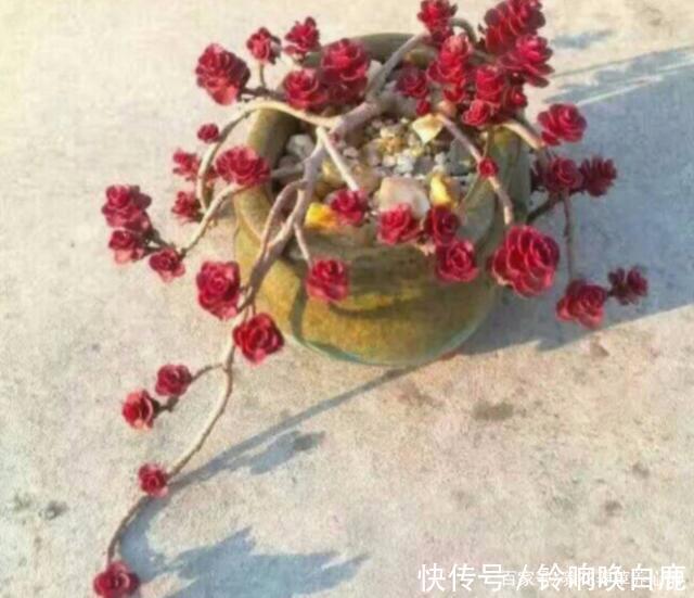 秋天就买这8种多肉,叶片变得红红的,好漂亮