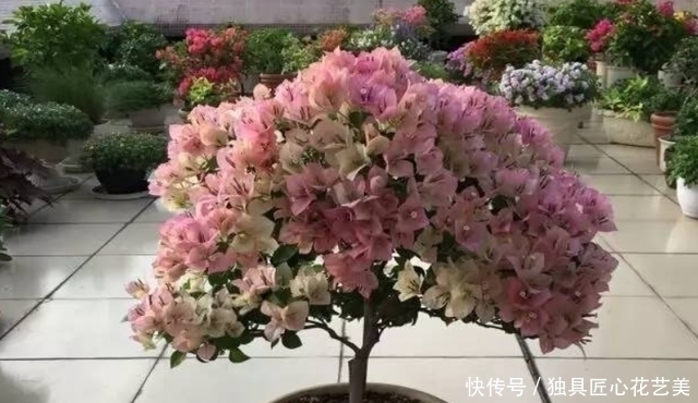 修剪|4种常见的漂亮花,花后别“偷懒”,赶紧剪一剪,接着花开又一茬