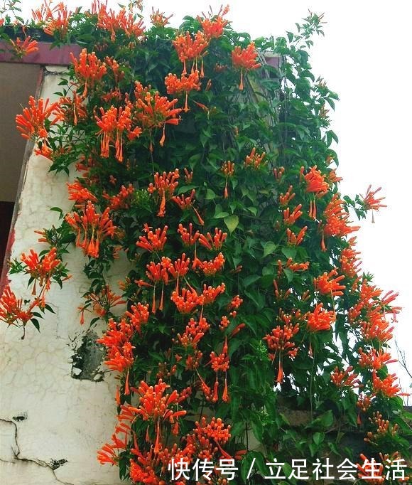 院子里养棵“它”，3年爬满墙，冬天开花太漂亮，邻居纷纷跟着养！