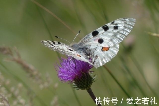 横财|大难已过，8月霉运散去好运来，大喜登门，横财大发特发