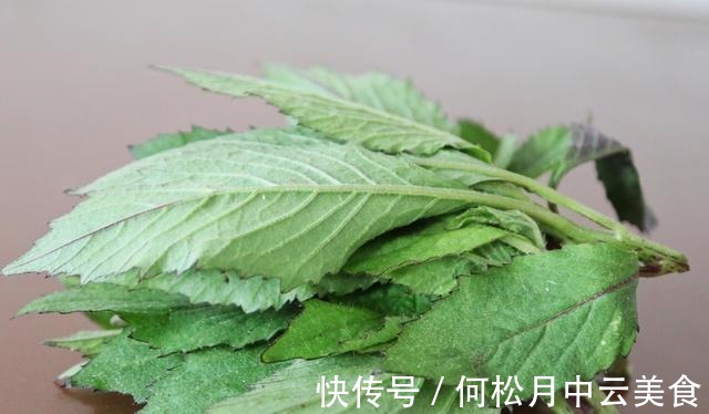 茼蒿菜|乡下有1种味道怪异的野菜,曾是革命时期的救军粮,你吃过吗!