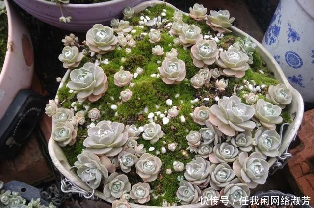 养多肉,不讲究,风风雨雨,依然安好