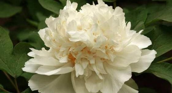 养花|新手养花不如养一盆“白雪塔”,花型饱满,洁白无瑕,适合盆栽养