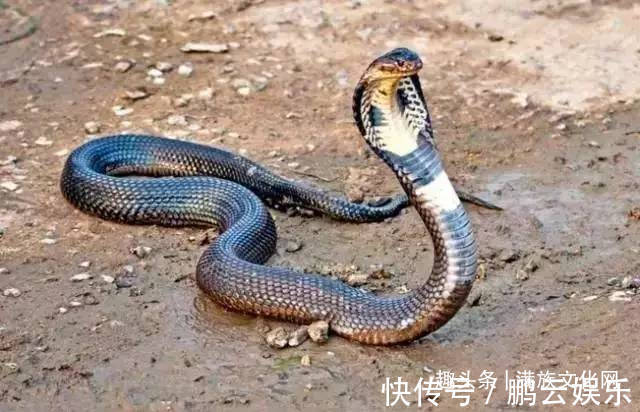 老翁@松花湖畔有龙蛇!神秘老翁讲述日伪时期他四次惊遇龙蛇的奇遇